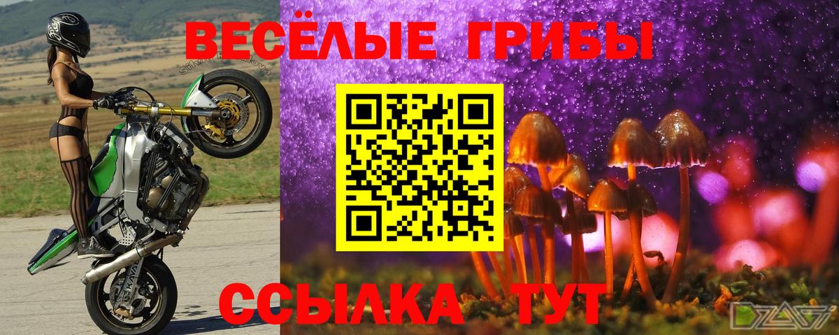 Псилоцибиновые грибы MAGIC MUSHROOMS  Вход с VPN  Галлюциногенные грибы MAGIC MUSHROOMS  цена наркотик  Курск 